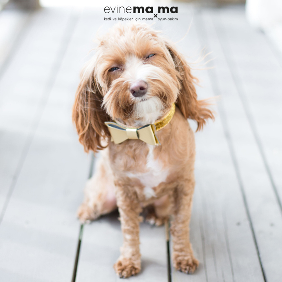 20 Farklı En İyi Köpek Maması Markaları: Sağlıklı, Kaliteli ve Ucuz!