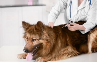 Yavru ve Yetişkin Köpekler İçin Aşı Takvimi