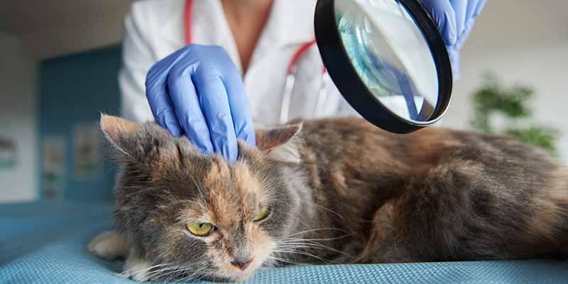Kedilerde Mantar Belirtileri, Tedavisi, Spreyler ve Aşılar [Kesin Çözüm]