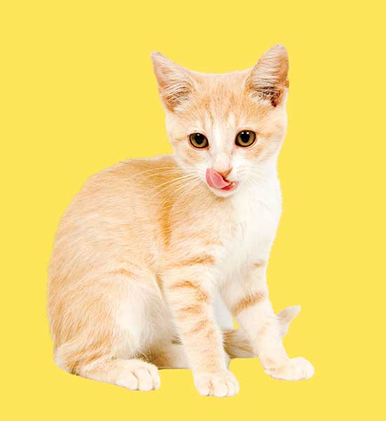 Yavru Kedi Mamaları