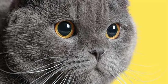 Irklara Özel Kedi Maması