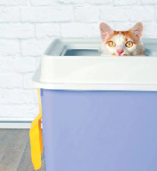 Kedi Kumu