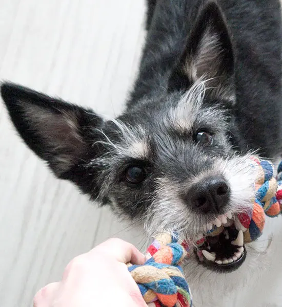 Köpek Aksesuar ve Oyuncakları