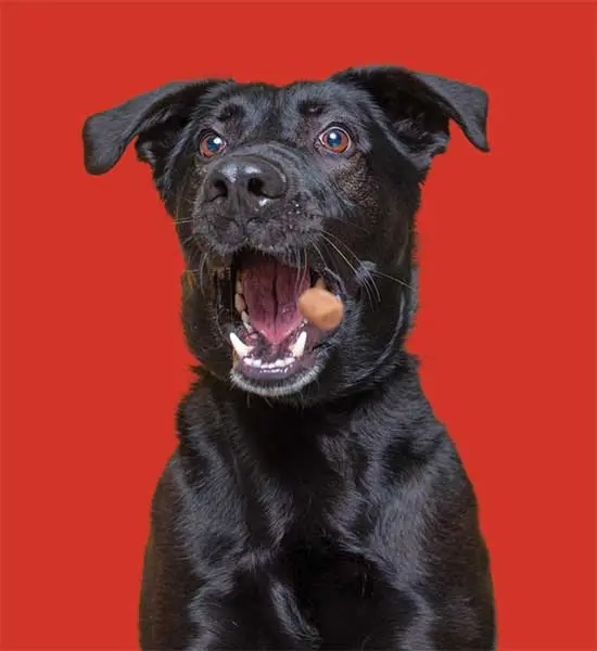 Köpek Ödül Maması