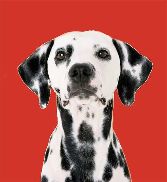 Yavru Köpek Mamaları