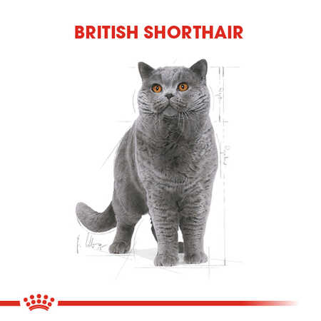 Royal Canin British Shorthair Adult Yetişkin Kedi Maması 2kg - Thumbnail