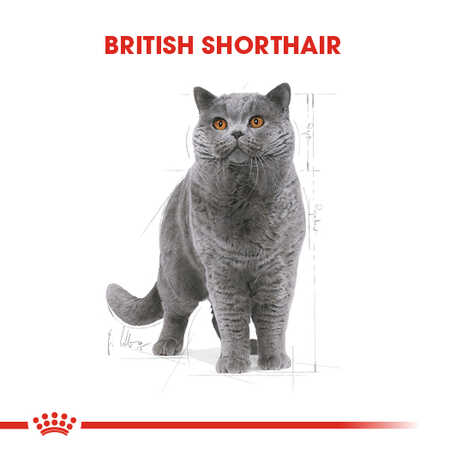 Royal Canin British Shorthair Yetişkin Kedi Konservesi 12x85gr 12li - Thumbnail