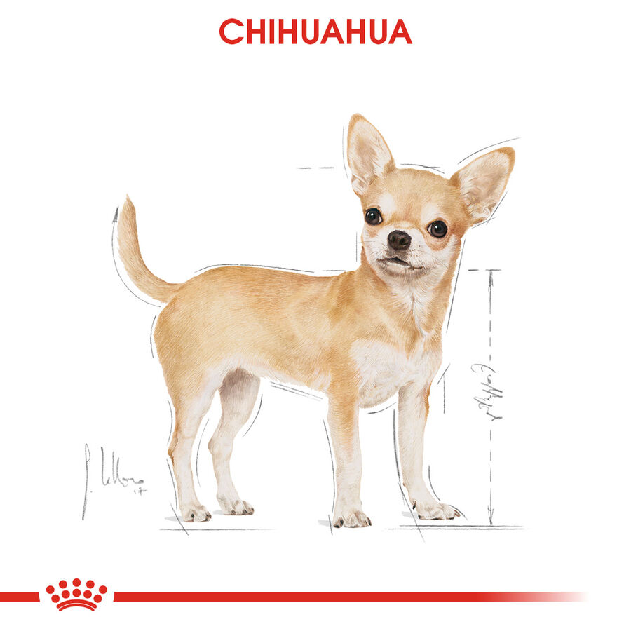 Royal Canin Chihuahua Adult Köpek Konservesi 85gr