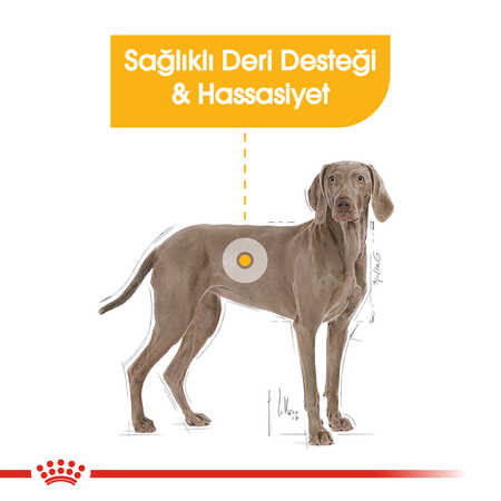 Royal Canin Dermacomfort Maxi Hassas Derili Büyük Irk Köpek Maması 10kg - Thumbnail