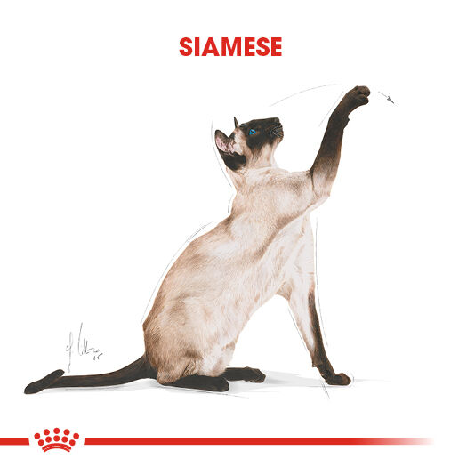 Royal Canin Siamese Siyam Irkı Yetişkin Kedi Maması 2kg